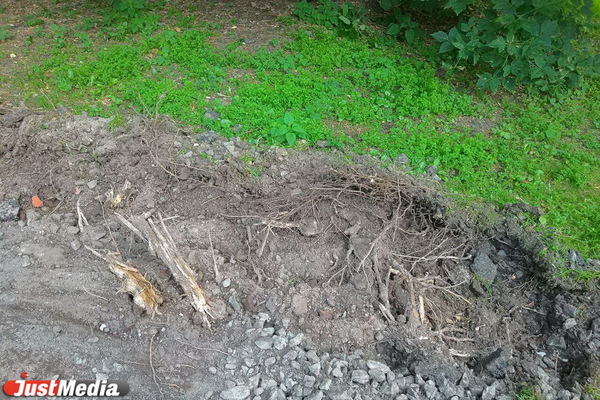 В Зеленой роще начали снимать асфальт вместе с корнями деревьев - Фото 1