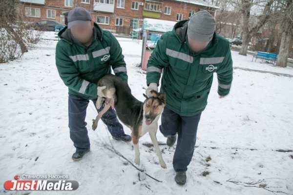Отлов бездомных собак в Екатеринбурге обойдется региональному бюджету в 7,9 миллиона рублей - Фото 1