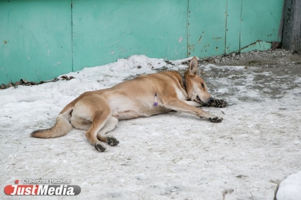Мэрия Екатеринбурга не нашла подрядчика на отлов бездомных собак за 7,9 миллиона рублей - Фото 1