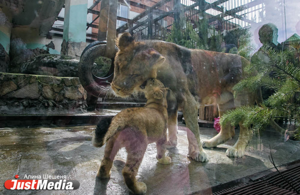 Львица из Ялты сделала екатеринбургского царя зверей подкаблучником. ZOOJUST - Фото 1