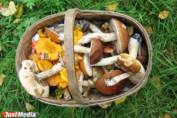 Паслер запретил оренбужцам собирать грибы - Фото 1