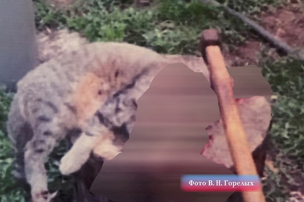 На Урале перед судом предстанет живодер, зарубивший кошек жены - Фото 1