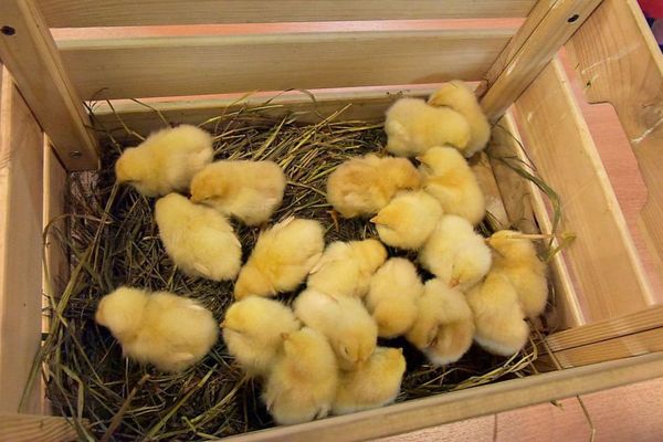 Будут разводить пчел, кур и коз: 22 фермера получат четыре миллиона рублей на развитие своего дела - Фото 1