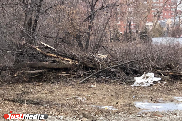 Екатеринбуржцы пожаловались на очередную вырубку деревьев в сквере - Фото 1