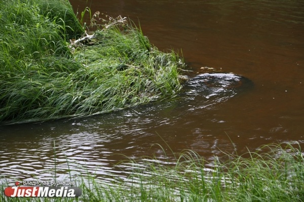 Свердловская прокуратура проверяет информацию о загрязнении нефтепродуктами реки Исеть - Фото 1