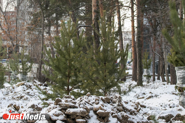 В Зеленой роще начали высаживать ели и сосны - Фото 1