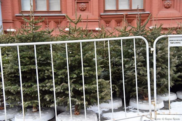 Штраф от 2 до 300 тысяч рублей: накануне Нового года власти усилили контроль за вырубкой леса - Фото 1