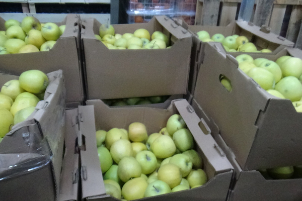На одном из складов Екатеринбурга обнаружили почти две тонны «санкционных» яблок и винограда - Фото 1