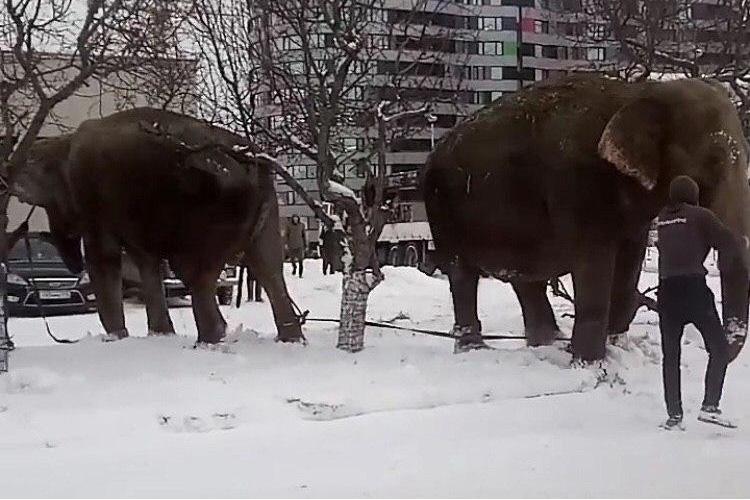 Слоны сбежали после выступления в екатеринбургском цирке - Фото 1
