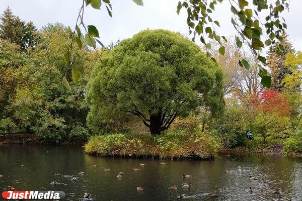 В Екатеринбурге в 2021 году благоустроят Дендропарк на Мира  - Фото 1