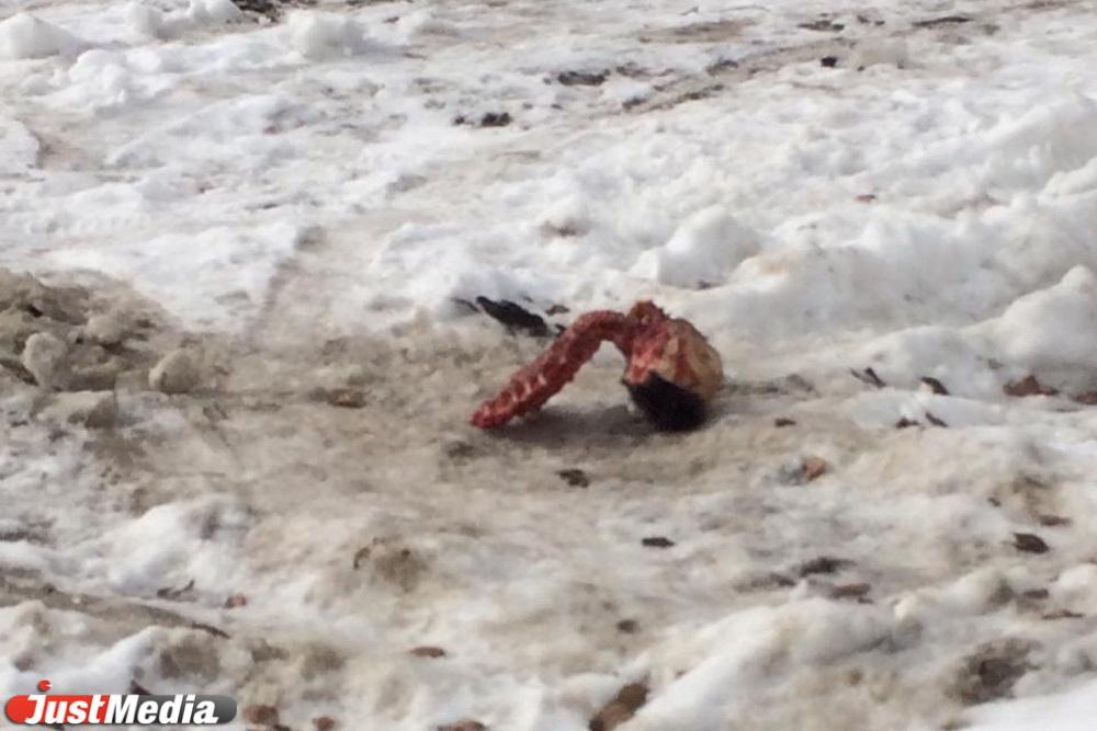 На кладбище Екатеринбурге нашли обглоданный собакой череп мужчины, который пропал в январе  - Фото 1