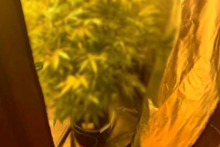 В Екатеринбурге в квартире индивидуального предпринимателя обнаружили небольшую плантацию конопли - Фото 1