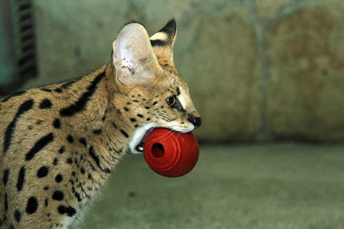 В Екатеринбургском зоопарке появился африканский сервал, любящий куриные сердечки - Фото 1