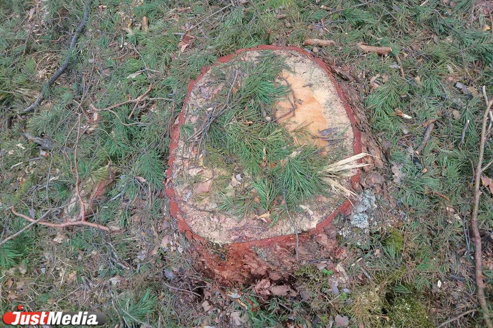 Жители Сысерти обеспокоены массовой вырубкой сосен - Фото 1