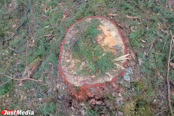 Жители Сысерти обеспокоены массовой вырубкой сосен - Фото 1