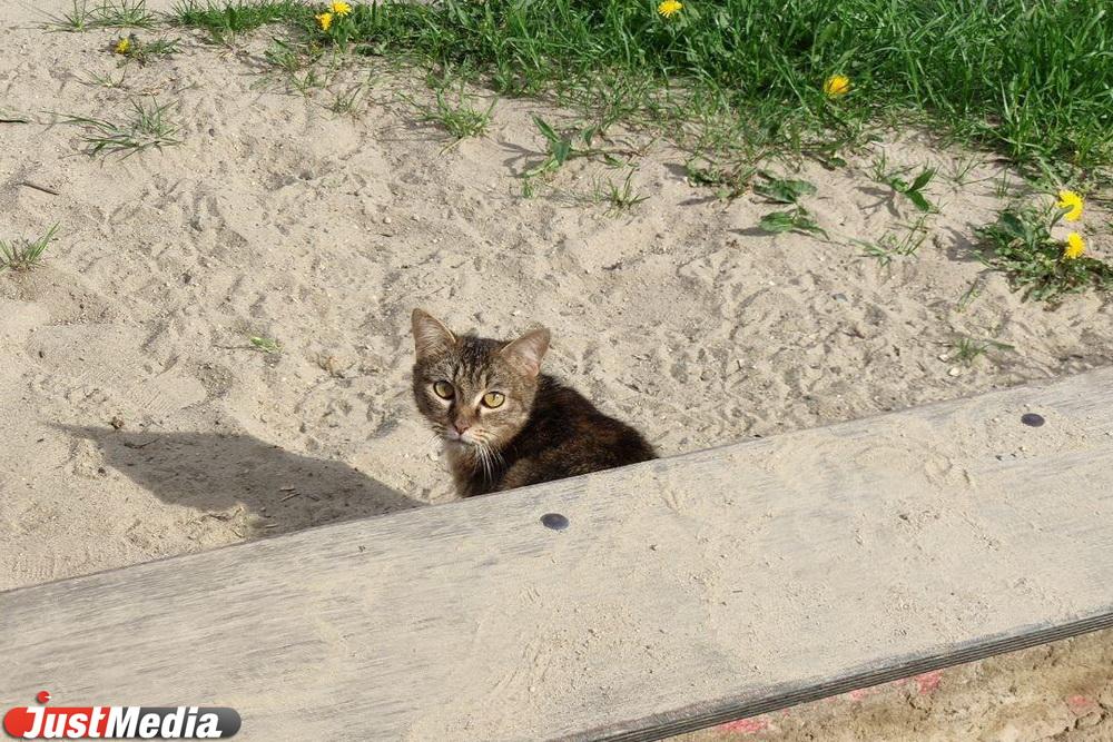В Британии собирают средства на памятник погибшему уличному коту Бобу - Фото 1