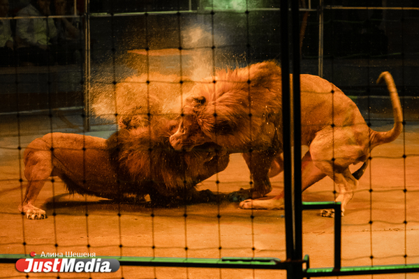 Львы сорвали номер на премьере нового шоу Гии Эрадзе в екатеринбургском цирке - Фото 1