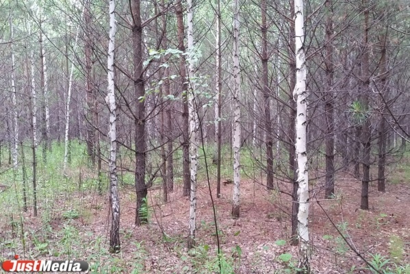 Рекордно расплодившиеся в лесах копытные привлекают в Свердловскую область волков - Фото 1
