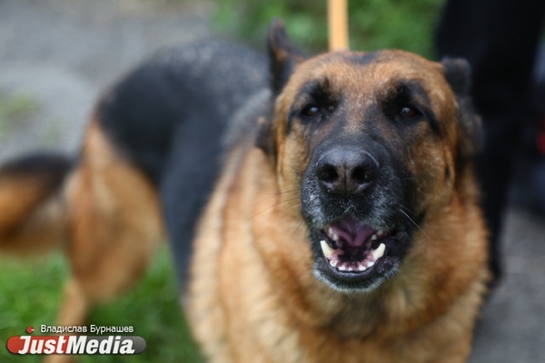 В России владельцев собак могут начать штрафовать за громкий лай питомцев - Фото 1