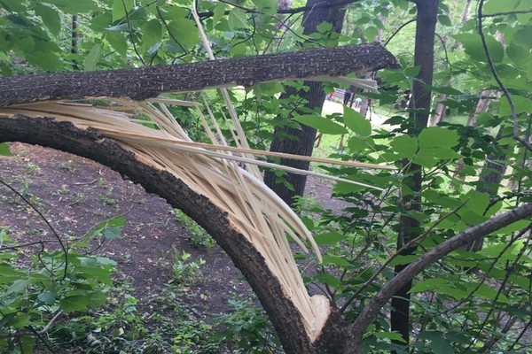 В парке XXII партсъезда неизвестные устроили провокацию и сломали дерево - Фото 1