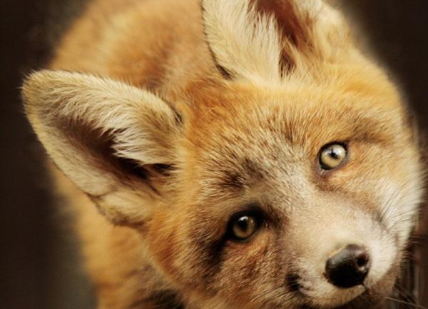 «Животные могут быть восприимчивы к коронавирусу». Екатеринбургский зоопарк открывается после карантина - Фото 1