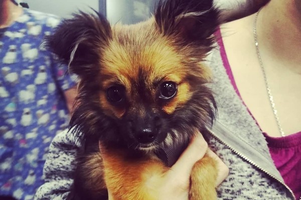 Волонтеры фонда «Зоозащита» рассказали, как чувствует себя избитая собственным хозяином собака - Фото 1