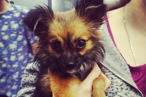 Против живодера, избившего собачку в лифте на Компрессорном, завели уголовное дело - Фото 1