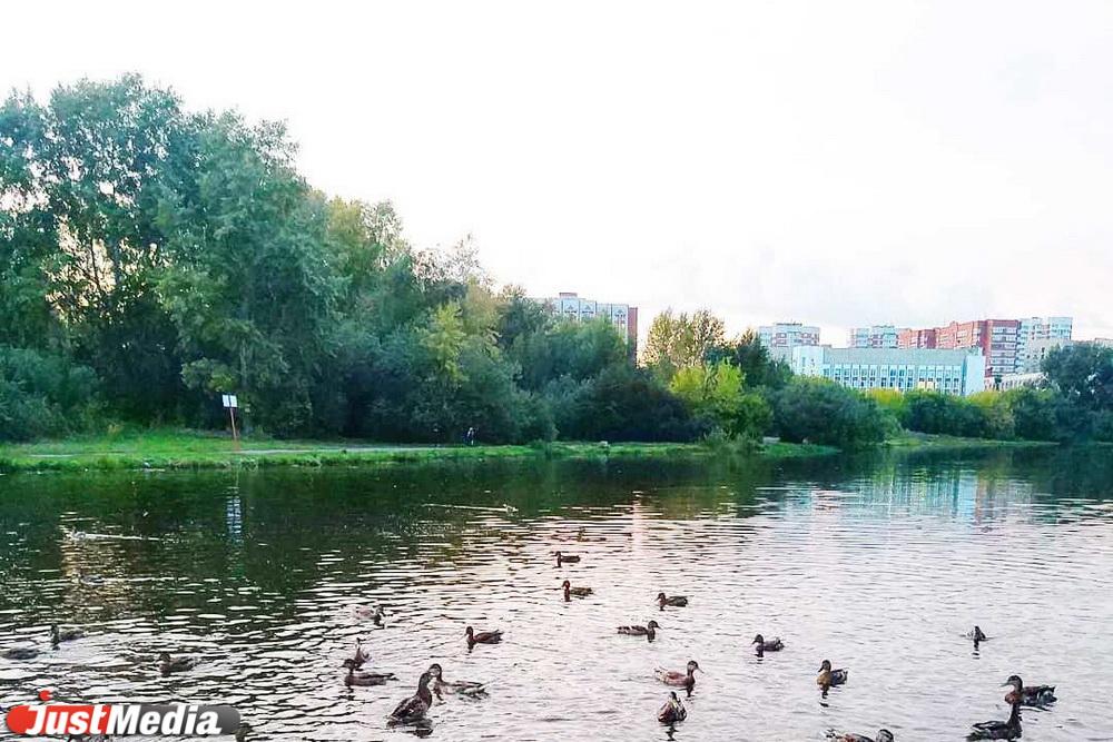 В Екатеринбурге прокуратура начала проверку по факту «нефтяного пятна» на поверхности Исети - Фото 1