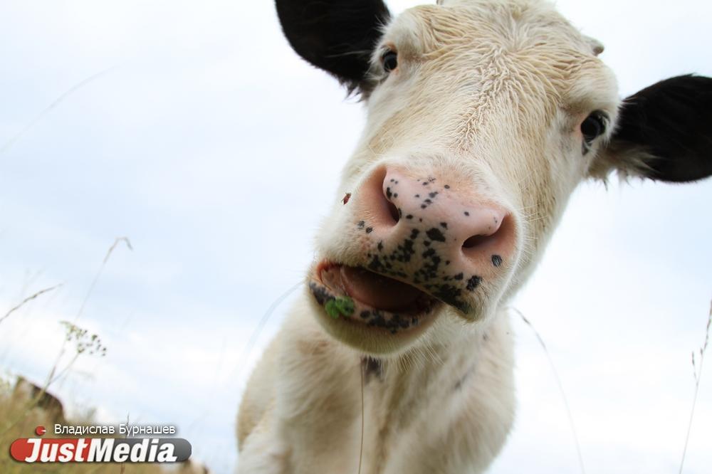 Березовчане обратились к Куйвашеву и Бабушкиной, чтобы избавиться он соседства с фермерским хозяйством - Фото 1