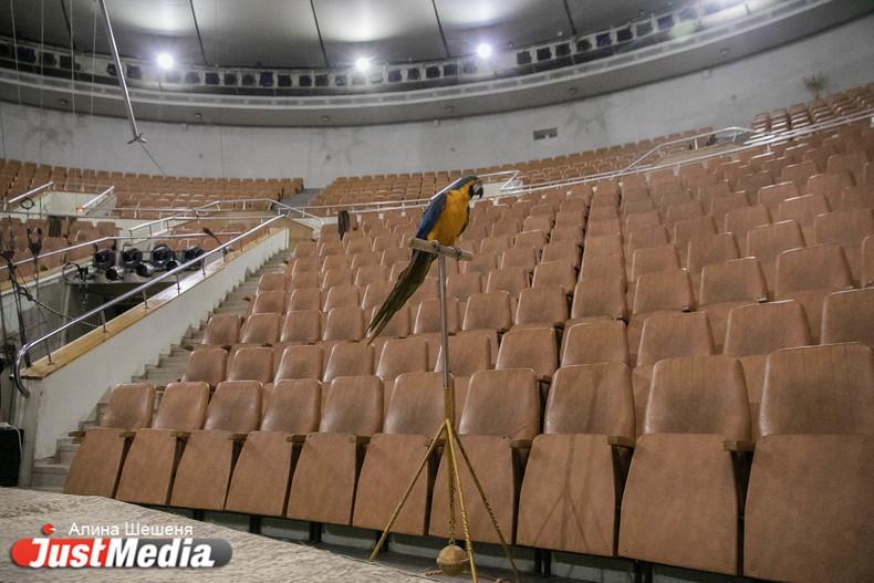 Екатеринбургский цирк начинает работу впервые после пандемии - Фото 1