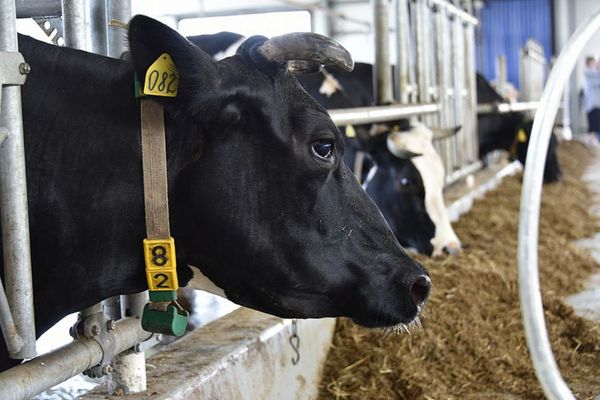 На Урале для коров создали такие условия, что они дают по три ведра молока за день