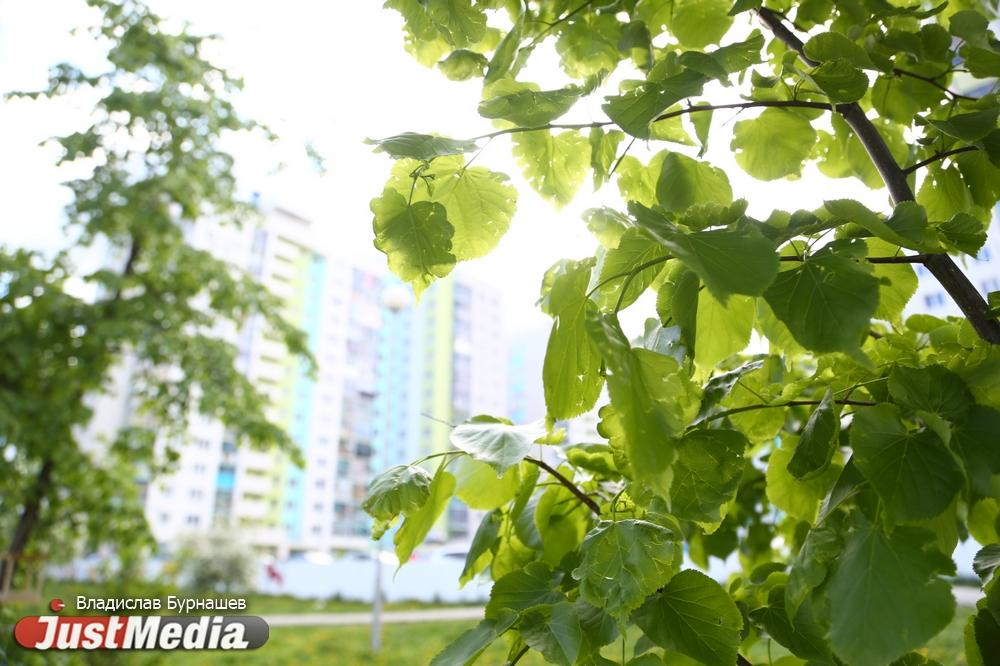 Пляж, скалодром, зоны отдыха. Преображенский парк в Екатеринбурге хотят сделать подобием Central Park в Нью-Йорке - Фото 1