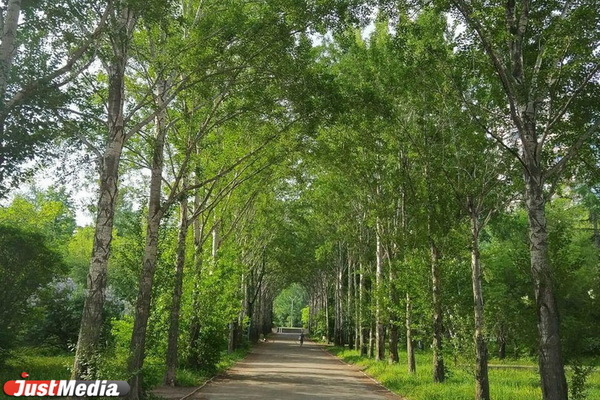 Дендрологи следят за состоянием деревьев в парке имени XXII Партсъезда - Фото 1