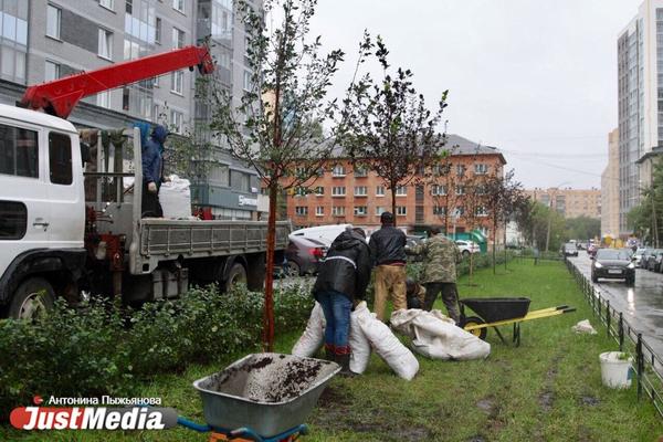 В Екатеринбурге появилась новая аллея с яблонями, черемухой и живой изгородью - Фото 1