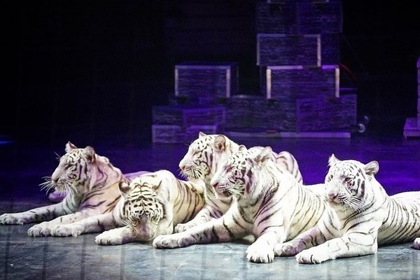 В Екатеринбургском цирке родился белый тигренок - Фото 1