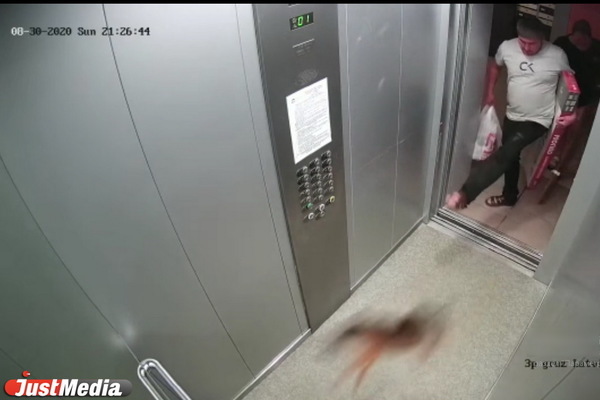 В Екатеринбурге будут судить мужчину, который жестоко избил свою собаку в лифте дома  - Фото 1