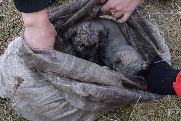 Живодеры под Алапаевском бросили умирать четырех щенков посреди водоема - Фото 1