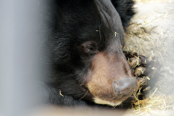 В Екатеринбургском зоопарке медведи ложатся в спячку - Фото 1