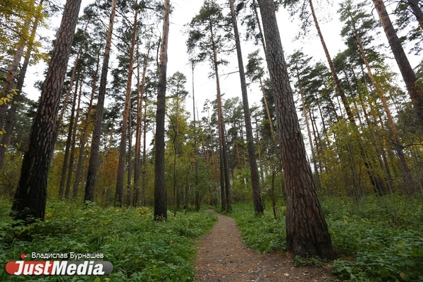 В Екатеринбурге в 2021 году начнется благоустройство трех лесопарков - Фото 1