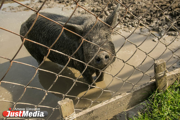 В Свердловской области зафиксирована вспышка африканской чумы свиней - Фото 1