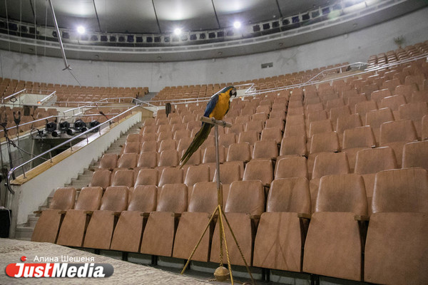 Екатеринбургский цирк начинает работу впервые после пандемии - Фото 1