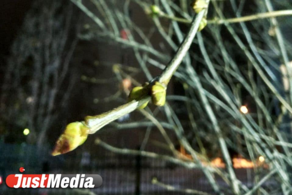 На уральских деревьях набухли почки - Фото 1