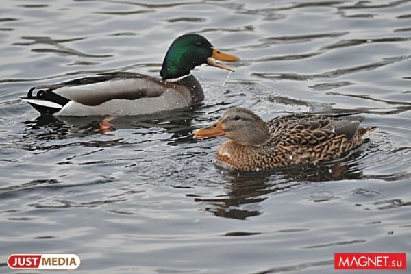 Евгений Куйвашев определил правила охоты в 2021 году - Фото 1
