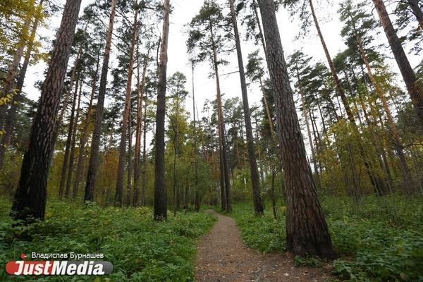 Шарташский лесопарк обработают от клещей на последней неделе апреля - Фото 1