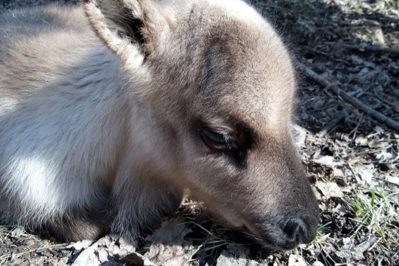 В питомнике ездовых оленей в Свердловской области родился первый в этом году олененок - Фото 1