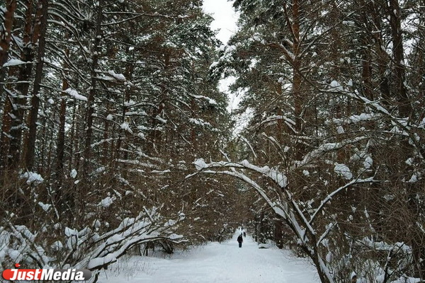 В минприроде рассказали, как изменятся в 2021 году два лесопарка в Екатеринбурге - Фото 1