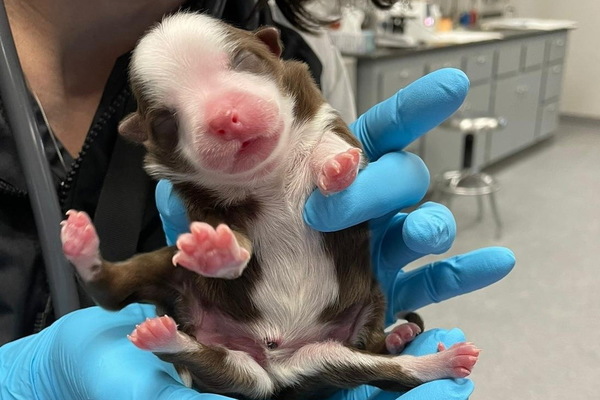 В США родился шестилапый щенок - Фото 1