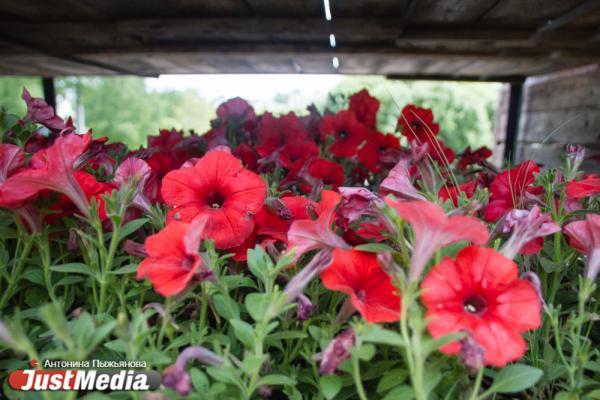 В Нижнем Тагиле на лето посадят более 137 тысяч цветов - Фото 1