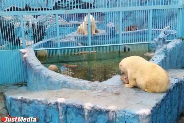 В зоопарке рассказали, как чувствовал себя погибший медведь накануне, и что ждет медведицу Айну - Фото 1