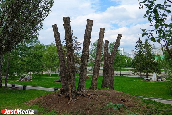 6,5 тысяч деревьев спилят и обрежут в Екатеринбурге до конца года  - Фото 1